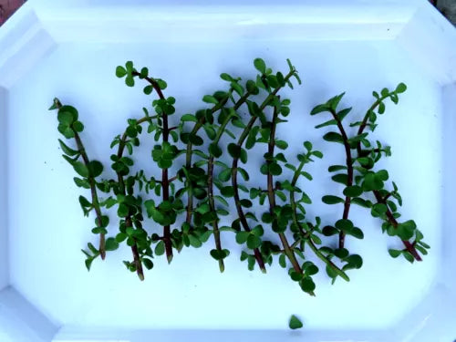 10 Cuttings Elephant Jade Bonsai Plant Green/Red Stem Portulacaria Afra