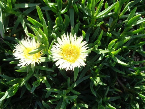 Ice Plant Cuttings 5x6" Yellow & White Ground Cover Succulents, Delosperma, Fresh, No Roots, No Soil, No Pots