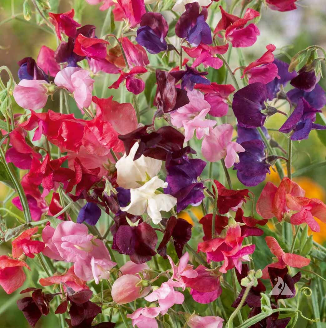 Purple Mix Sweet Pea Seeds | 50+ Seeds | Fragrant Climbing Vines for Trellis & Bouquets