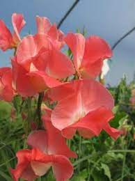 Rowallane Sweet Pea Seeds | 50+ Magenta-Violet Fragrant Seeds for Climbing Vines
