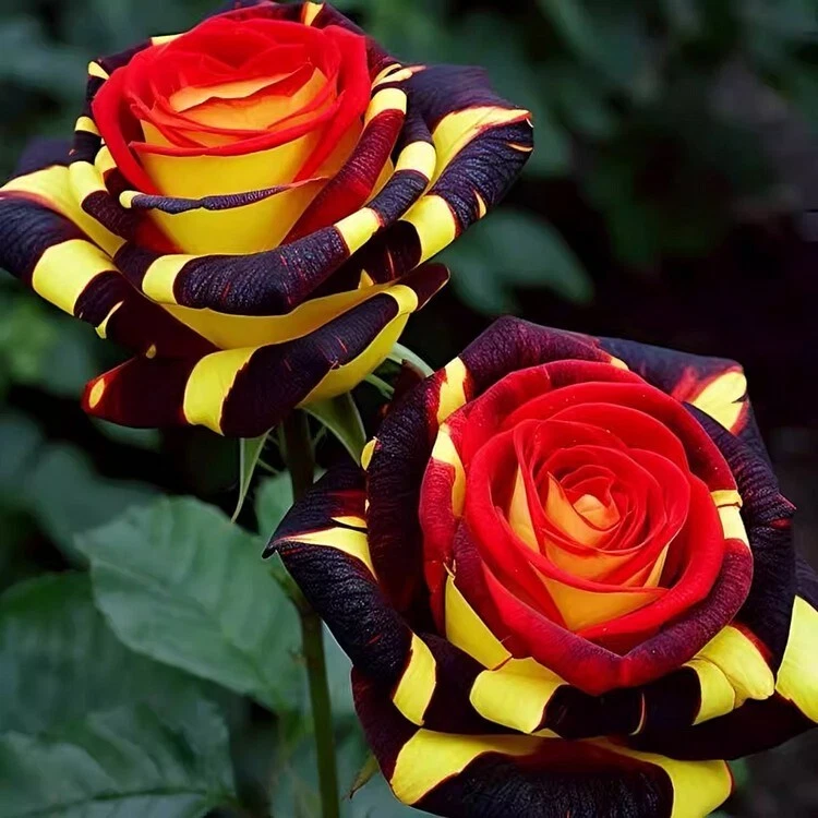 Firebird Rose Seeds - 20 Firebird Striped Rose Seeds, Fragrant Heirloom Rosa spp.