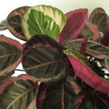 Eclipse Calathea Seeds - 25+ Seeds, Tropical Houseplant, Pink Green Purple Foliage