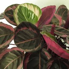 Eclipse Calathea Seeds - 25+ Seeds, Tropical Houseplant, Pink Green Purple Foliage